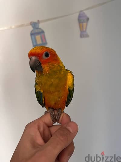 بغبغان صن كونيور مفطوم sun conure parrot