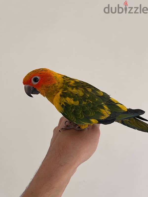 بغبغان صن كونيور مفطوم sun conure parrot 1