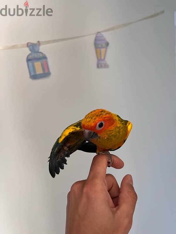 بغبغان صن كونيور مفطوم sun conure parrot 2