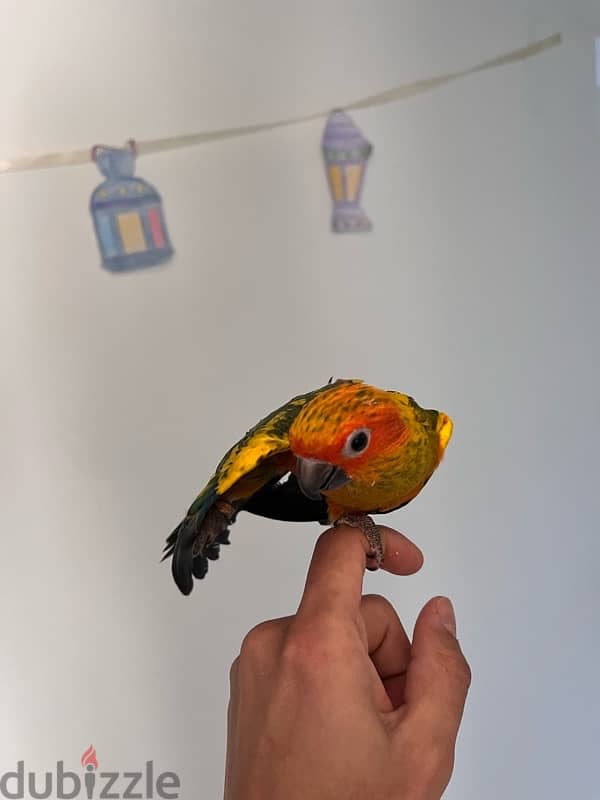 بغبغان صن كونيور مفطوم sun conure parrot 3