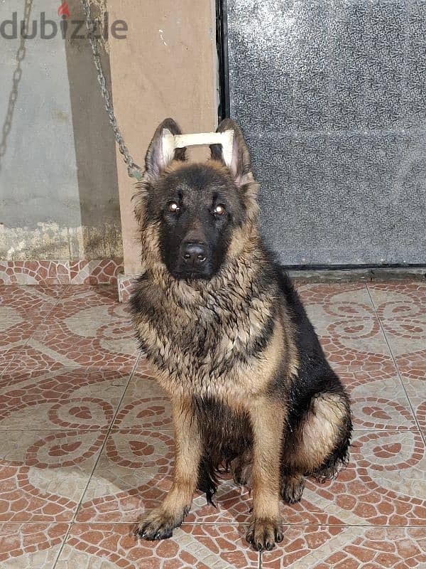 جيرمن شيبرد شولين showline  german shepherd 0