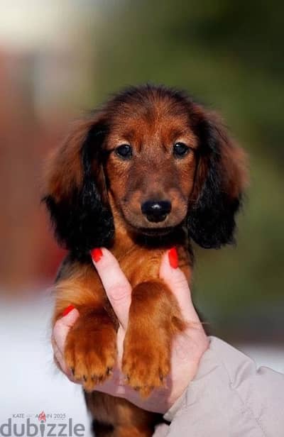 Dachshund puppy boy from Russia