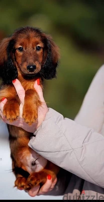 Dachshund puppy boy from Russia 1