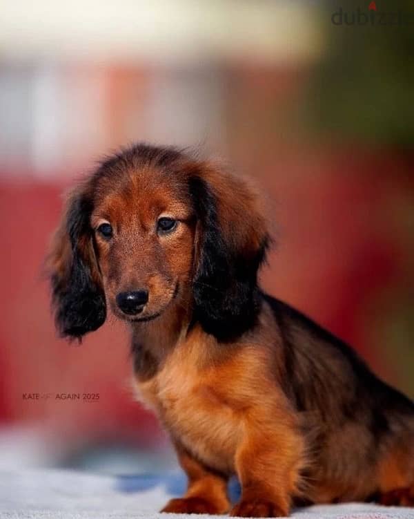 Dachshund puppy boy from Russia 2