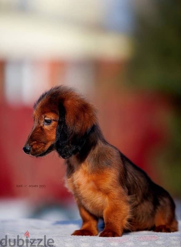 Dachshund puppy boy from Russia 3