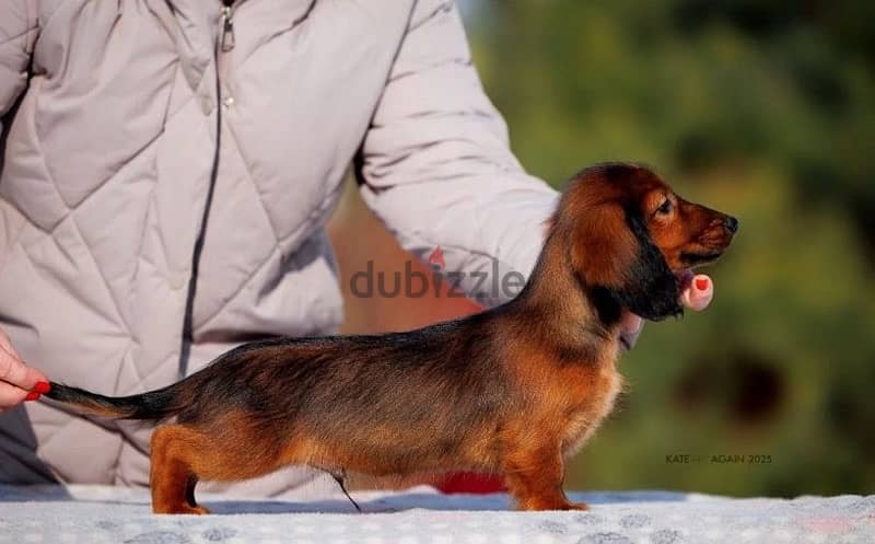 Dachshund puppy boy from Russia 4