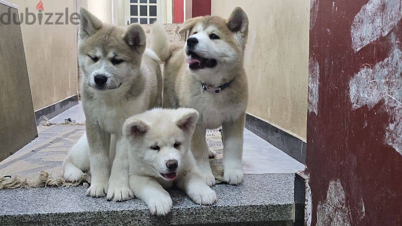 Akita Inu Chile 1