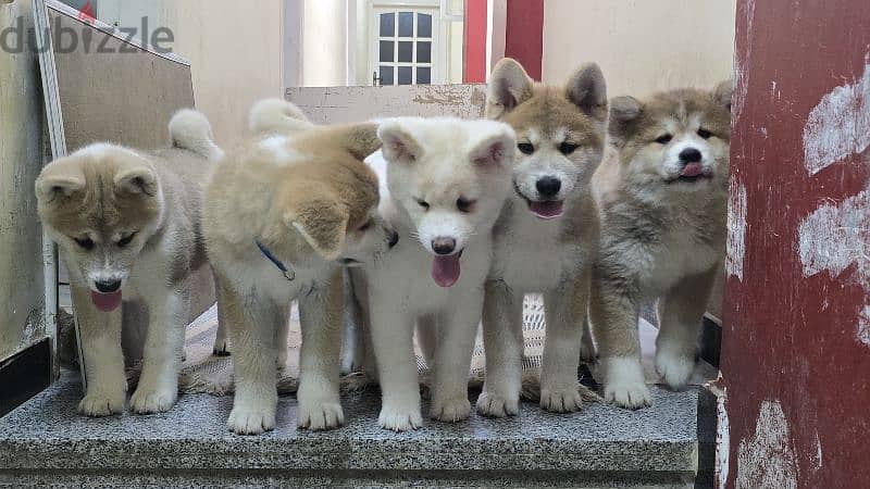 Akita Inu Chile 3