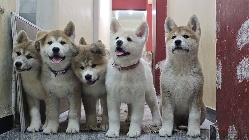 Akita Inu Chile 7