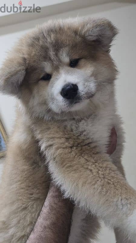 Akita Inu Chile 15