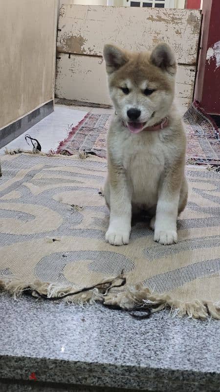 Akita Inu Chile 17