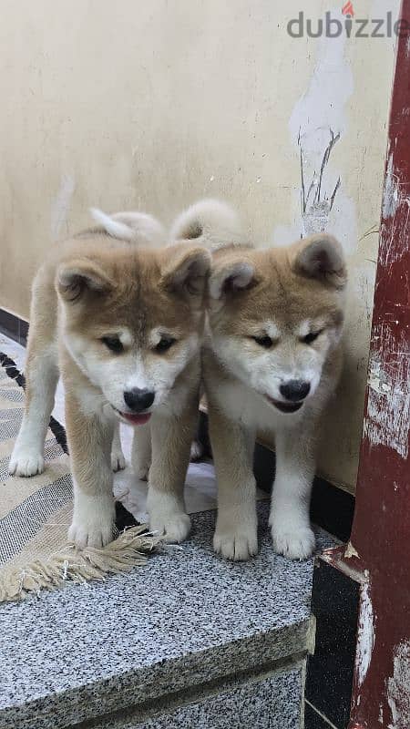 Akita Inu Chile 19