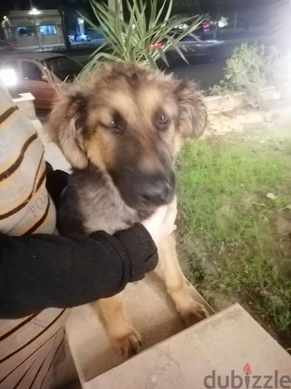 German shepherd for sale 0