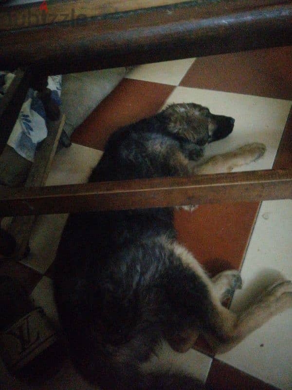 German shepherd for sale 1