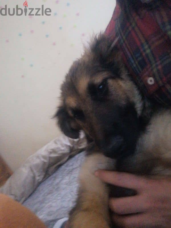 German shepherd for sale 3