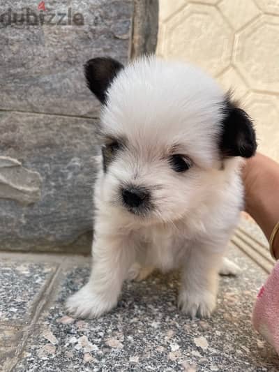 Shih Tzu puppy for sale