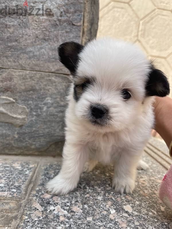 Shih Tzu puppy for sale 1