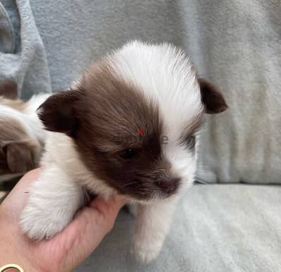 Shih Tzu Puppies for sale