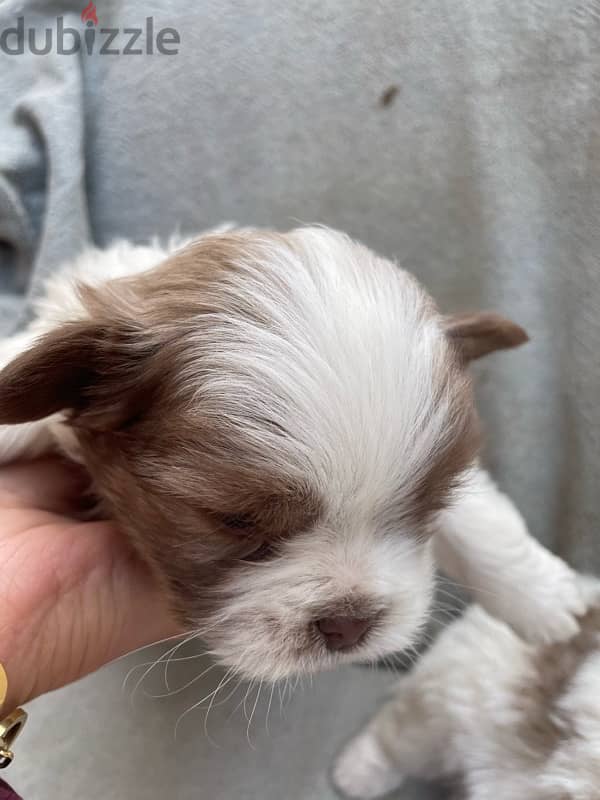 Shih Tzu Puppies for sale 1