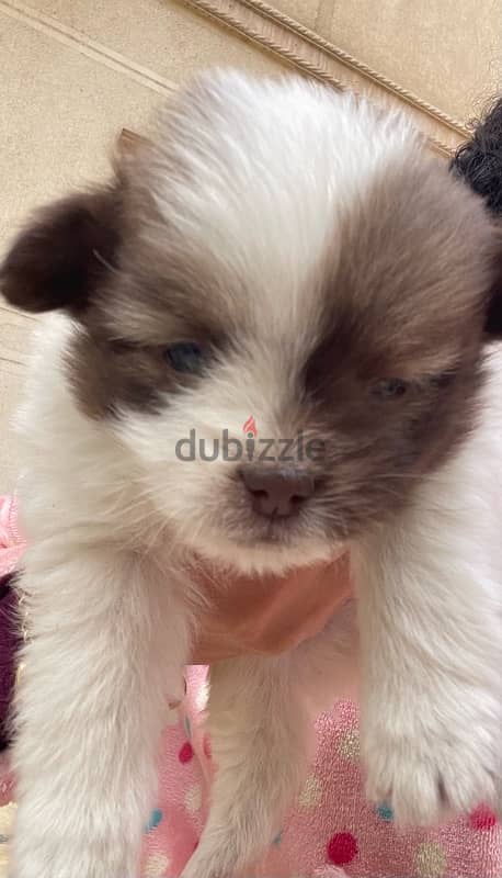 Shih Tzu Puppies for sale 2