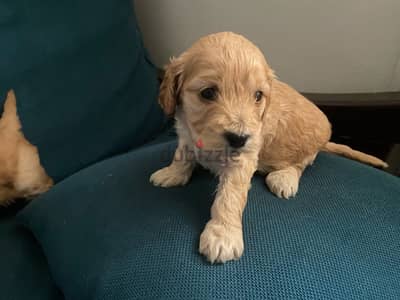 cocker spaniel female 45 days