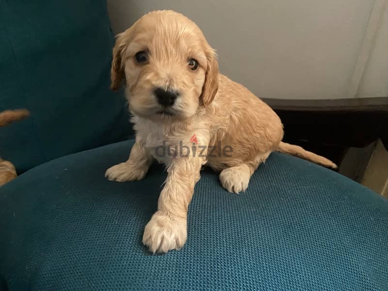 cocker spaniel female 45 days 1