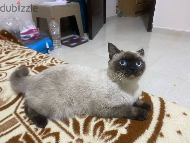 Siamese cat 3