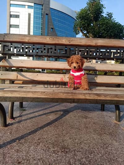 بودل toy poodle female