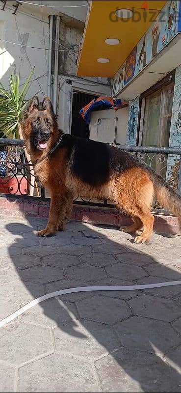 german shepherd