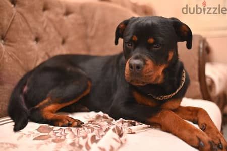 كلبه نتايه روت وايلر الماني  Rottweiler female