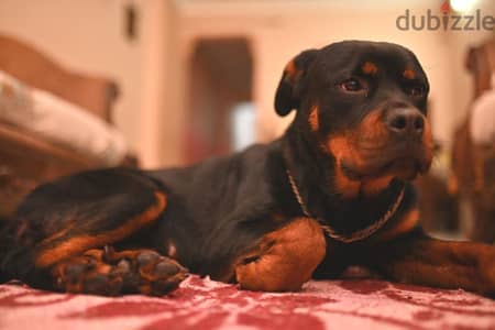 كلبه نتايه روت وايلر الماني  Rottweiler female