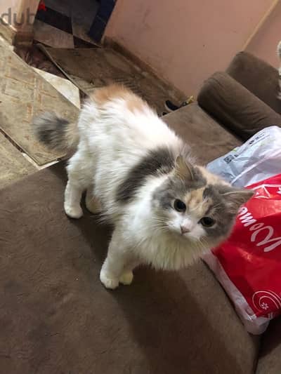 female cat for adoption