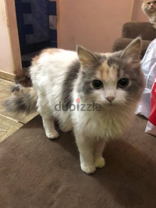 female cat for adoption 3