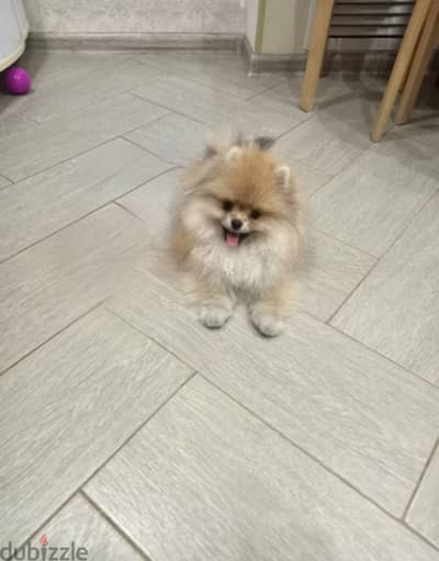 Mini Pomeranian Puppy from Russia