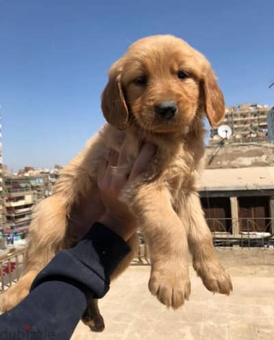 بنوته جولدن ريتريفير بيور لونج هير تقليب عالي golden retriever