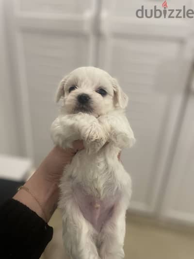 Pure Maltese puppies from a kennel family