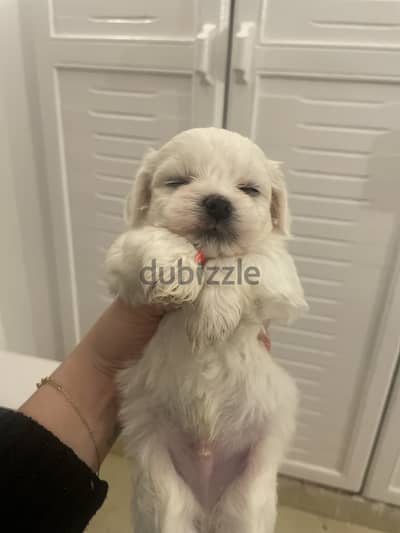 Pure Maltese puppies from a royal kennel family