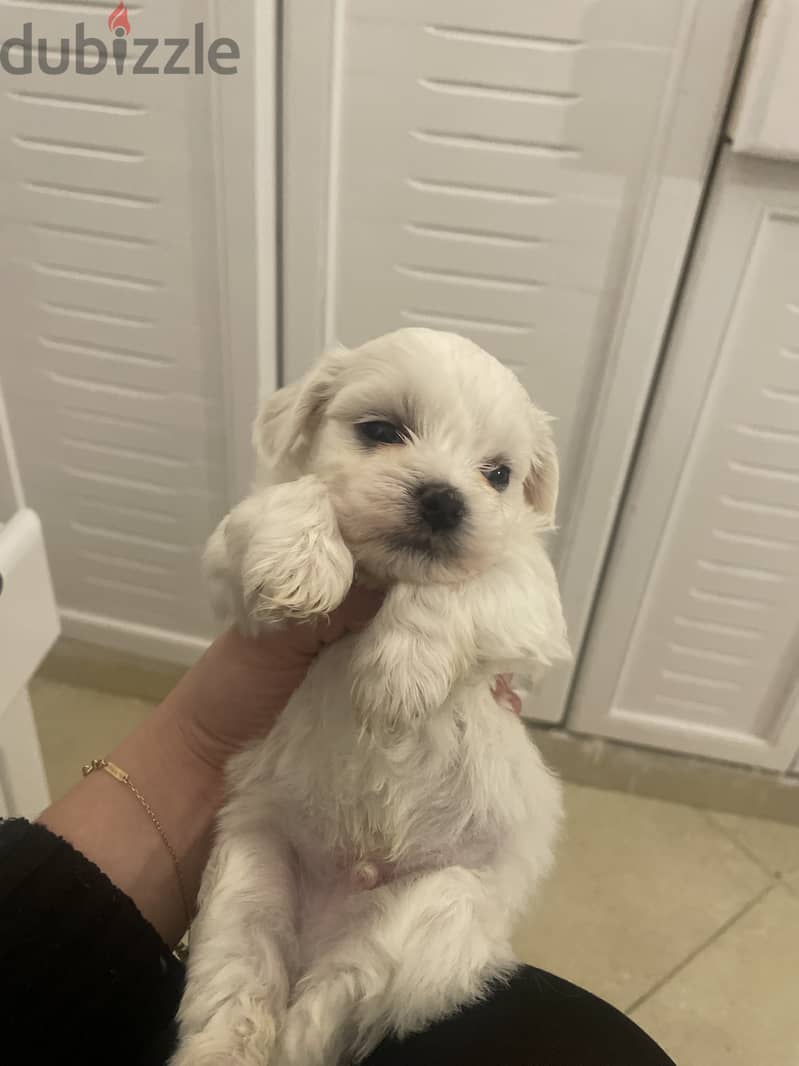 Pure Maltese puppies from a royal kennel family 1