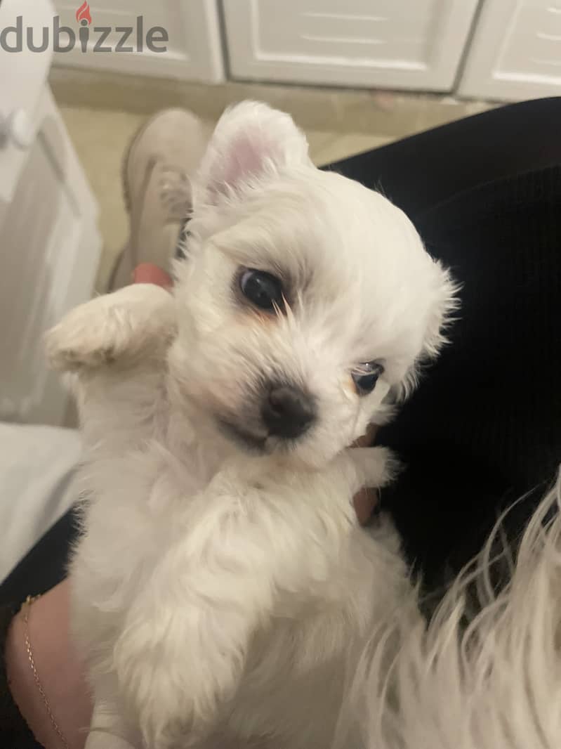 Pure Maltese puppies from a royal kennel family 2