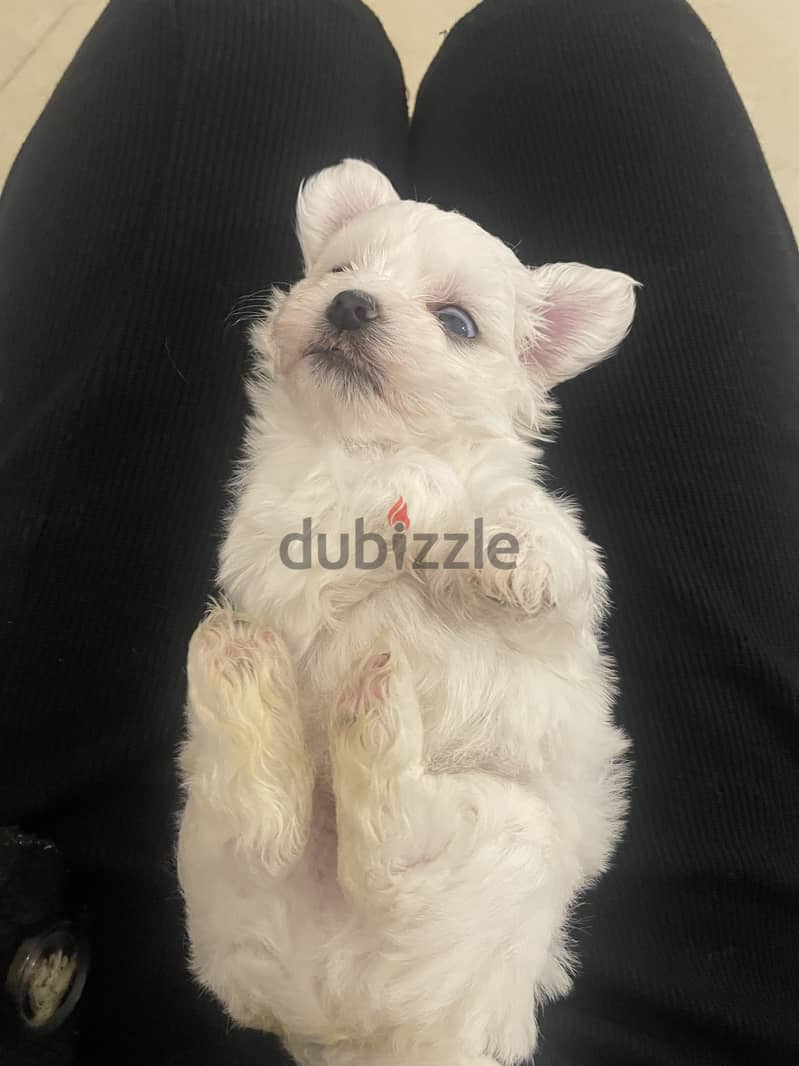 Pure Maltese puppies from a royal kennel family 3