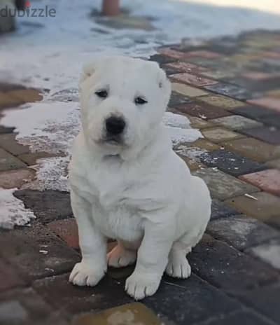 Alabai puppy male from Russia