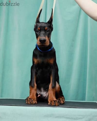 Doberman puppies from Russia