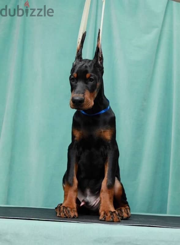 Doberman puppies from Russia 1