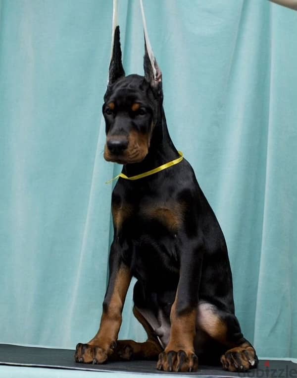 Doberman puppies from Russia 2