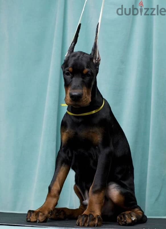 Doberman puppies from Russia 4