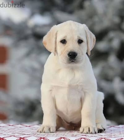 Fawn Labrador puppy female from Russia