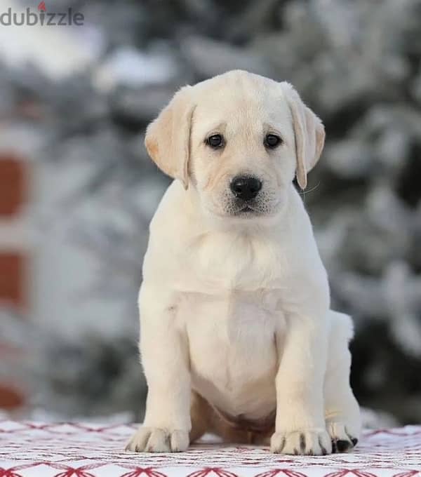 Fawn Labrador puppy female from Russia 0