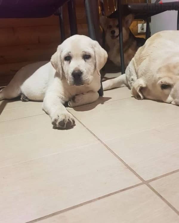 Fawn Labrador puppy female from Russia 1