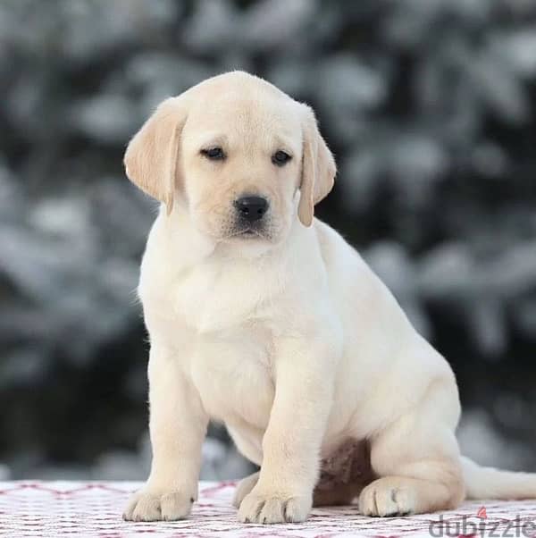 Fawn Labrador puppy female from Russia 2