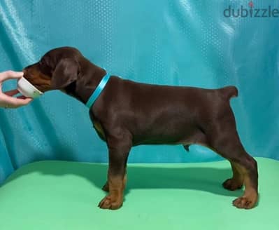 Doberman puppies from Russia